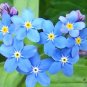 50 PCS Seeds Rare Myosotis Silvatica Bonsai Home Garden Flowers Potted Bonsai