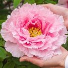 10 PCS Seeds Rare Perennial Peony Flower Tree Plantas