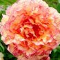 10 PCS Seeds Rare Perennial Peony Flower Tree Plantas