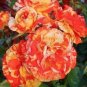 10 PCS Seeds Rare Perennial Peony Flower Tree Plantas