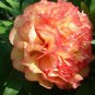 10 PCS Seeds Rare Perennial Peony Flower Tree Plantas