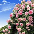 150 PCS Seeds Rare Pink Orange Red Purple Yellow Climbing Rose