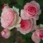 150 PCS Seeds Rare Pink Orange Red Purple Yellow Climbing Rose