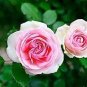 150 PCS Seeds Rare Pink Orange Red Purple Yellow Climbing Rose