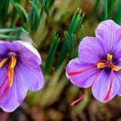 20 PCS Seeds Rare Saffron Plants Beautiful Rainbow Saffron Garden Flowers hig 20 PCS Seeds Rare Saffron Plants Beautiful Rainbow Saffron Garden Flowers hig