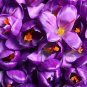 20 PCS Seeds Rare Saffron Plants Beautiful Rainbow Saffron Garden Flowers hig