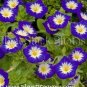 100 PCS Seeds Rare StarBlue Bonsai Garden and Patio Potted Plant Morning Glory