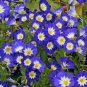 100 PCS Seeds Rare StarBlue Bonsai Garden and Patio Potted Plant Morning Glory