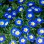 100 PCS Seeds Rare StarBlue Bonsai Garden and Patio Potted Plant Morning Glory