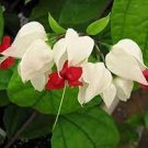 25 PCS Seeds Rare White Red Bleeding Heart 25 PCS Seeds Rare White Red Bleeding Heart