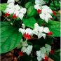 25 PCS Seeds Rare White Red Bleeding Heart