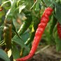 35 PCS Seeds Red Hot Cayenne Pepper Seeds Bonsai