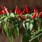 35 PCS Seeds Red Hot Cayenne Pepper Seeds Bonsai