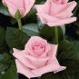 50 PCS Seeds Rose Lovely Pale Pink Rose Flower