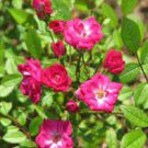 100 PCS Seeds Rose multiflora Nana Perpetua 'Garden Party' Hardy Shrub Bonsai