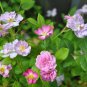 100 PCS Seeds Rose multiflora Nana Perpetua 'Garden Party' Hardy Shrub Bonsai