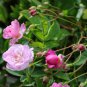 100 PCS Seeds Rose multiflora Nana Perpetua 'Garden Party' Hardy Shrub Bonsai
