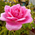 50 PCS Seeds Rose Lovely Pale Pink Rose Flower 50 PCS Seeds Rose Lovely Pale Pink Rose Flower