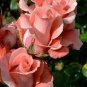 50 PCS Seeds Rose Lovely Pale Pink Rose Flower