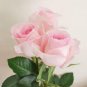 50 PCS Seeds Rose Lovely Pale Pink Rose Flower