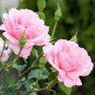 50 PCS Seeds Rose Lovely Pale Pink Rose Flower