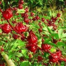 50 PCS Seeds Roselle semillas Flower Plant Sementes 50 PCS Seeds Roselle semillas Flower Plant Sementes