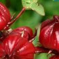 50 PCS Seeds Roselle semillas Flower Plant Sementes