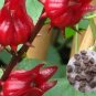 50 PCS Seeds Roselle semillas Flower Plant Sementes