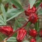50 PCS Seeds Roselle semillas Flower Plant Sementes