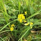 10 PCS Seeds Rue Lithuanian Flowers can Drive Flies Vanilla Flowers Courtyard