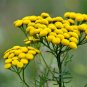 10 PCS Seeds Rue Lithuanian Flowers can Drive Flies Vanilla Flowers Courtyard