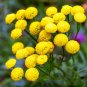 10 PCS Seeds Rue Lithuanian Flowers can Drive Flies Vanilla Flowers Courtyard