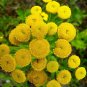 10 PCS Seeds Rue Lithuanian Flowers can Drive Flies Vanilla Flowers Courtyard