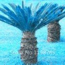 50 PCS Seeds Sago Cycas Seeds Blue Plant 50 PCS Seeds Sago Cycas Seeds Blue Plant