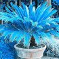 50 PCS Seeds Sago Cycas Seeds Blue Plant