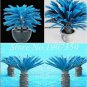 50 PCS Seeds Sago Cycas Seeds Blue Plant