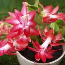 100 PCS Seeds Schlumbergera Flores Christmas Cactus Plant 100 PCS Seeds Schlumbergera Flores Christmas Cactus Plant