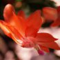 100 PCS Seeds Schlumbergera Flores Christmas Cactus Plant
