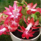 100 PCS Seeds Schlumbergera Flores Christmas Cactus plantas Mixed Colo