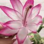 100 PCS Seeds Schlumbergera Flores Christmas Cactus plantas Mixed Colo