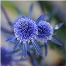 100 PCS Seeds Sea Holly Eryngium Alpinum 100 PCS Seeds Sea Holly Eryngium Alpinum