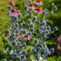 100 PCS Seeds Sea Holly Eryngium Alpinum