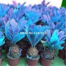 50 PCS Seeds Sago Palm Tree Bonsai, Mini Blue Cycas Bonsai