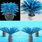 50 PCS Seeds Sago Palm Tree Bonsai, Mini Blue Cycas Bonsai