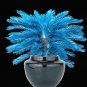50 PCS Seeds Sago Palm Tree Bonsai, Mini Blue Cycas Bonsai
