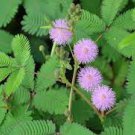 100 PCS Seeds Sensitive Plant Grass Flower Bonsai