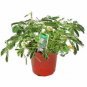 100 PCS Seeds Sensitive Plant Grass Flower Bonsai