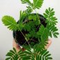 100 PCS Seeds Sensitive Plant Grass Flower Bonsai