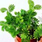 100 PCS Seeds Sensitive Plant Grass Flower Bonsai
