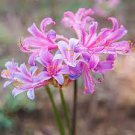 100 PCS Seeds Spider Lily Flowers Seeds Purple Color